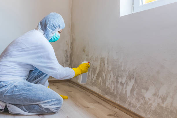 Licensed Black Mold Remediation service in Barrington, NJ - Car Mold Remediation