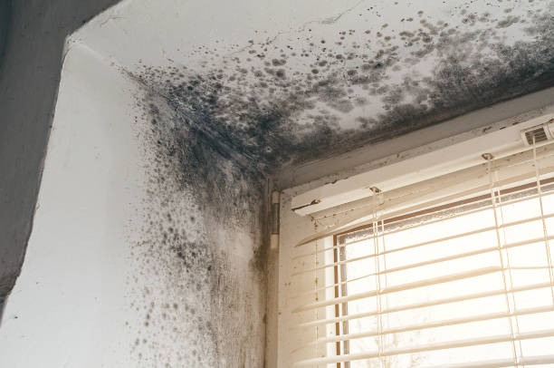 Affordable Black Mold Remediation solutions in Barrington, NJ